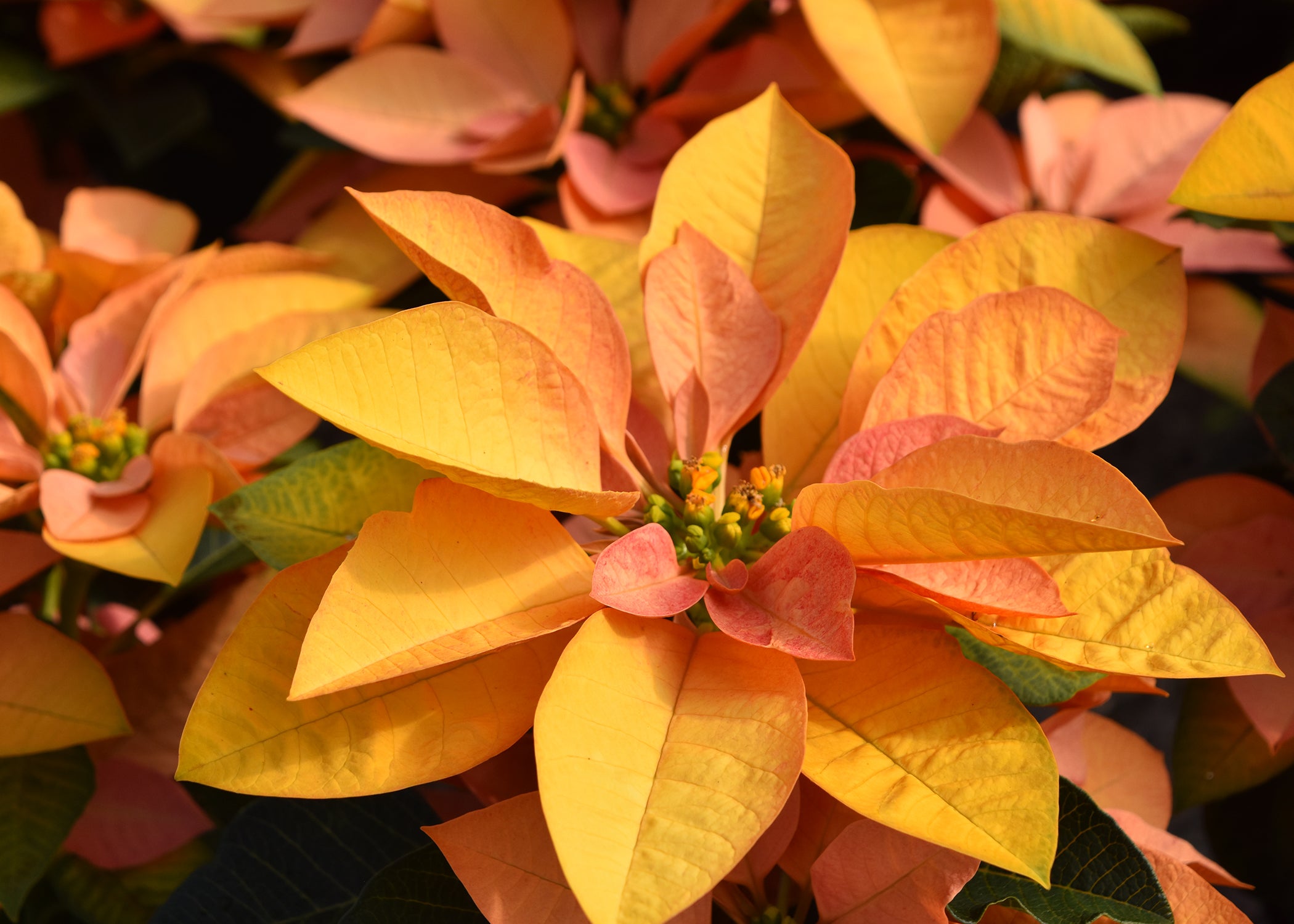 Abundant Poinsettia Colors Bring Beauty To Holidays The Panolian   Sg20201123 Autumn 