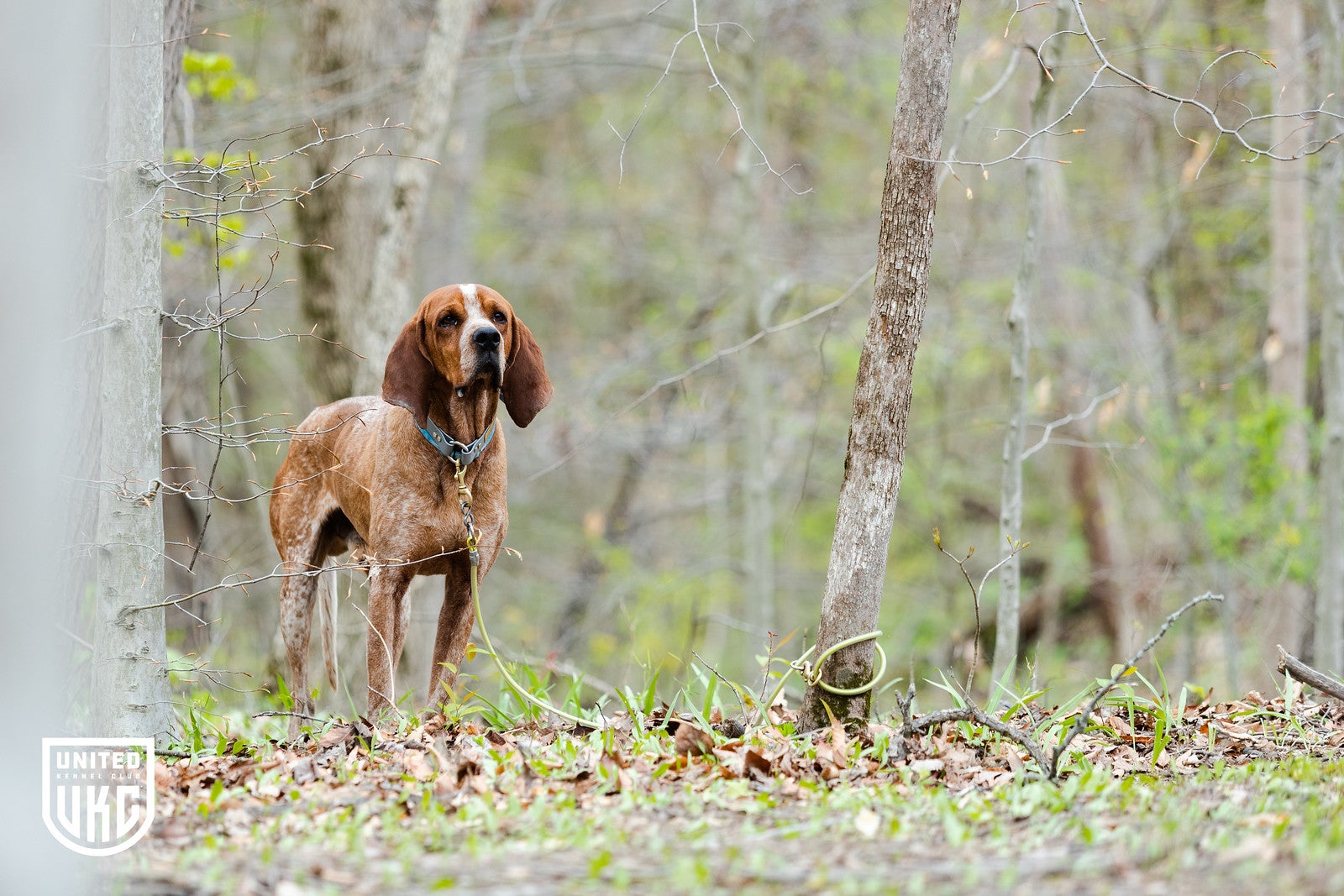 Kennel clearance club hounds