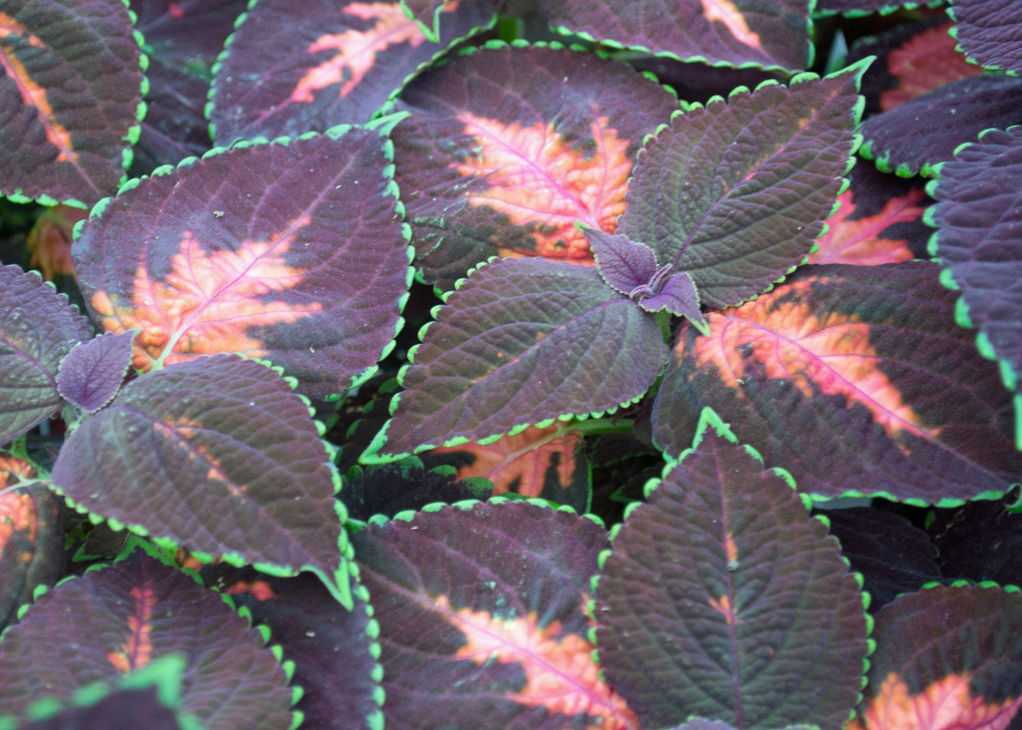 Low-maintenance Coleus Are A True Delight To Grow - The Panolian 