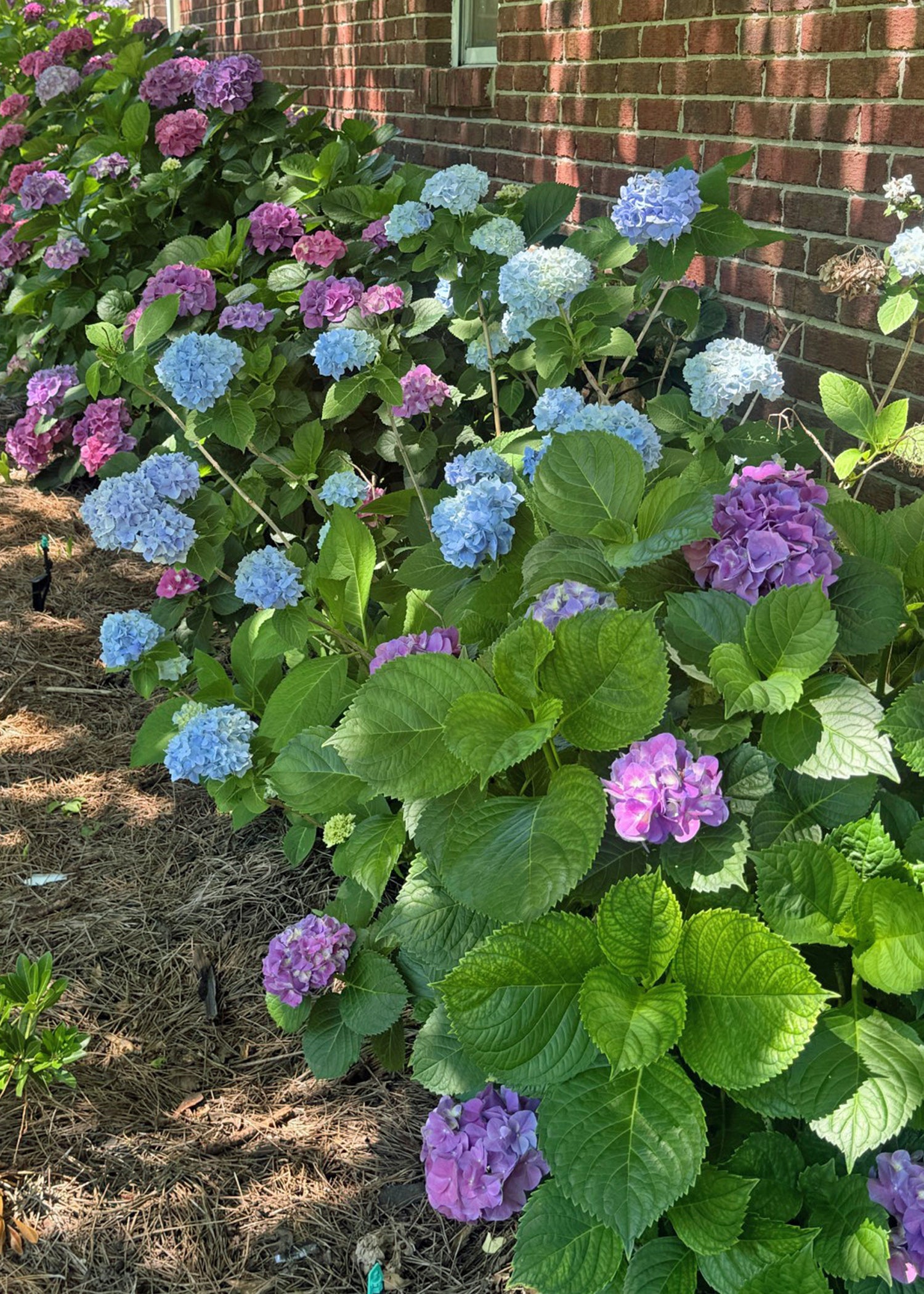 Hydrangeas+are+strong+additions+to+garden+areas