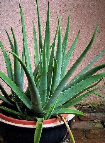 Our gardens are a melting pot